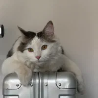 گربه