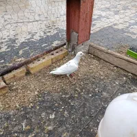 کبوتر|پرنده|تایباد, |دیوار