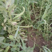 باقلا سبز|خوردنی و آشامیدنی|جلین, |دیوار