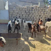 کهره نر و بز چاق