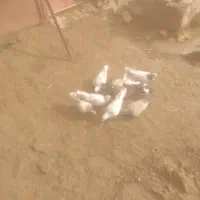 کبوتر قزوینی دونه ۲۵۰|پرنده|قیدار, |دیوار