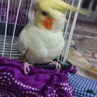 عروس هلندی دستی