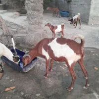 بزخوب و چاق 10000000|حیوانات مزرعه|بند زرک, |دیوار