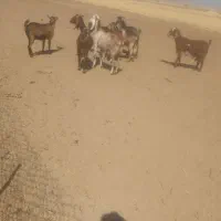 فروش بز و بزغاله