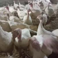 بوقلمون گوشتی|حیوانات مزرعه|مشگین شهر, |دیوار