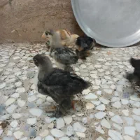 جوجه برهما|حیوانات مزرعه|رشت, نظری|دیوار