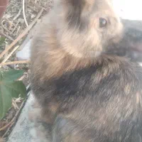 خرگوش لوپ|موش و خرگوش|نجف‌آباد, یزدانشهر|دیوار