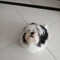 شیتزو سوپر فلت|سگ|تربت‌حیدریه, قائم|دیوار