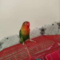 کوتوله بریزیلی بامزه