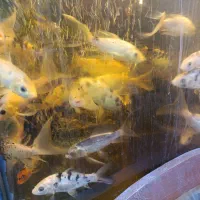 ماهی گوی|ماهی|مشهد, ایثار|دیوار