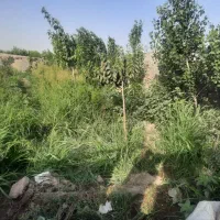 باغچه 700متری قابل معاوضه|فروش دفتر صنعتی، کشاورزی، تجاری|باغستان, |دیوار