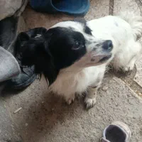 سگ پیکینیز|سگ|رشت, آب آسیاب|دیوار