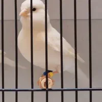 قناری ماده وایت فاکتور