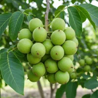 نهال گردو دیرگل و مقاوم، موجودی محدود، خرید سریع|خدمات باغبانی و درختکاری|شیراز, تندگویان|دیوار