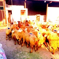 تضمینی /زیر نٍرخ بازار*بره زنده دام*شرق وغرب تهران