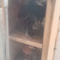 مرغ وخروس رسمی