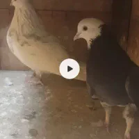 یک جفت کبوتر پرشی