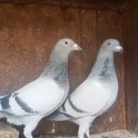 ۸ عددکفتر آلمانی همه باهم ۲ ملیون تکی داده نمیشن