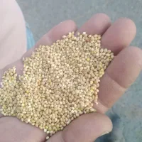 دان مرغ