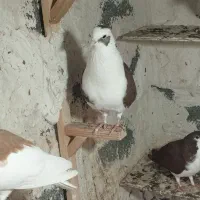 پشتی غوره ای سه بر  و غوره سرخ|پرنده|برازجان, |دیوار