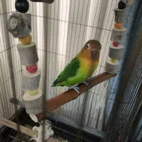 یک عدد کوتوله برزیلی نر بازیگوش به همراه قفس بزرگ