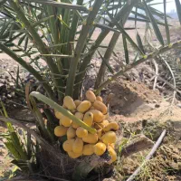 نمایندگی کودهای ارگانیک