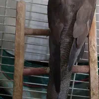 «عروس هلندی ماده»|پرنده|ملایر, |دیوار