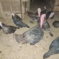 بوقلمون