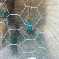 طاووس|پرنده|شیروان (خراسان), |دیوار