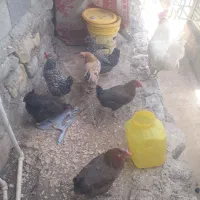 فروش موغ وخروس