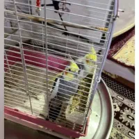 عروس هلندی نر ماده با قفس|پرنده|محمدشهر, جعفرآباد|دیوار