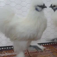 عروس هلندی|پرنده|گرگان, |دیوار
