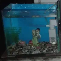 اکواریم با پمپ اکسیژن معاوضه با طوقی