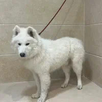 فروش توله ساموید ۹ماهه|سگ|یزد, |دیوار