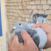 کبوتر  پلاکی  کفتر پرنده مسافتی سبز چاپی|پرنده|اهواز, ملاشیه|دیوار