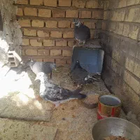 امکانات نداشتم