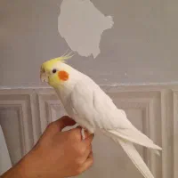 عروس هلندی نر دستی|پرنده|شیراز, کوشک میدان|دیوار