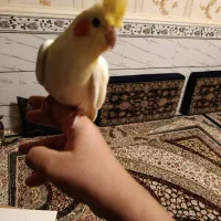 طوطی هلندی دستی و بازگوش