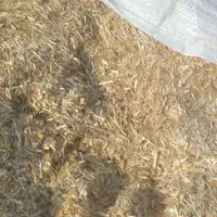 کاه نرم درجه ۱ گندم|حیوانات مزرعه|گنبد کاووس, |دیوار