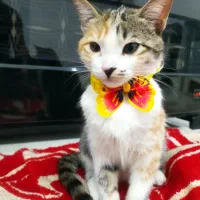 واگذاری گربه بازیگوش و رام شده خانگی|گربه|بوکان, |دیوار