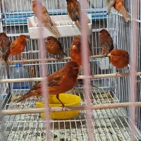 فروش انواع نژادقناری رنگی