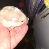 همستر خانگی کاملا رام و دستی