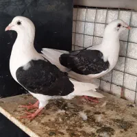 کبوتر بزک ،فری ،کویتی، پلنگی .آس|پرنده|گنبد کاووس, |دیوار