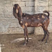 ‌بز و کهره داشتی