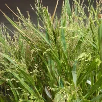 استخدام نیرو حسابدار ونیروی ساده