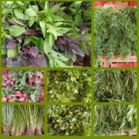 سبزی تازه معروف نیشابور از دست کشاورز