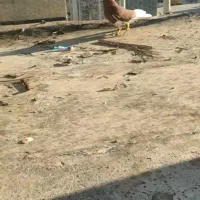 فروش کبوتر لیلک