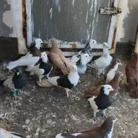 کفتر ساده سرخ طوقی زرد کرمانی پشت بال سیاه|پرنده|تربت‌حیدریه, بالا ولایت|دیوار