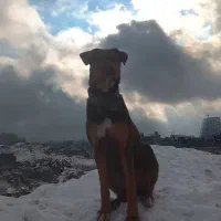 دو عددسگ دوبر من بلوطی ومشکی قهوه‌ای