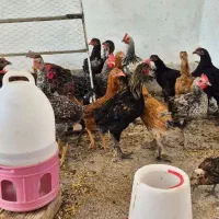 جوجه مرغ وخروس محلی .زینتی و لاری